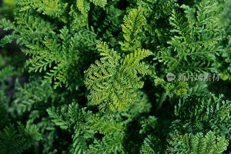 植物园里的花和芳香植物:Tanacetum Vulgare